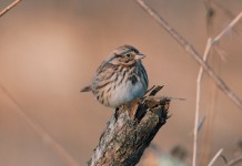 2016 Great Backyard Bird Count kicks off bird on post