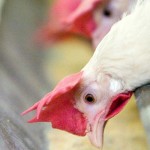 Essential oils key to Cargill’s plan in reducing antibiotics in poultry chickens eating