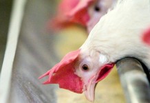 Essential oils key to Cargill’s plan in reducing antibiotics in poultry chickens eating