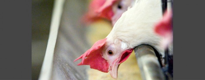 chickens eating chickens eating