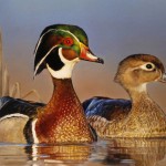wood ducks