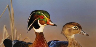 wood ducks