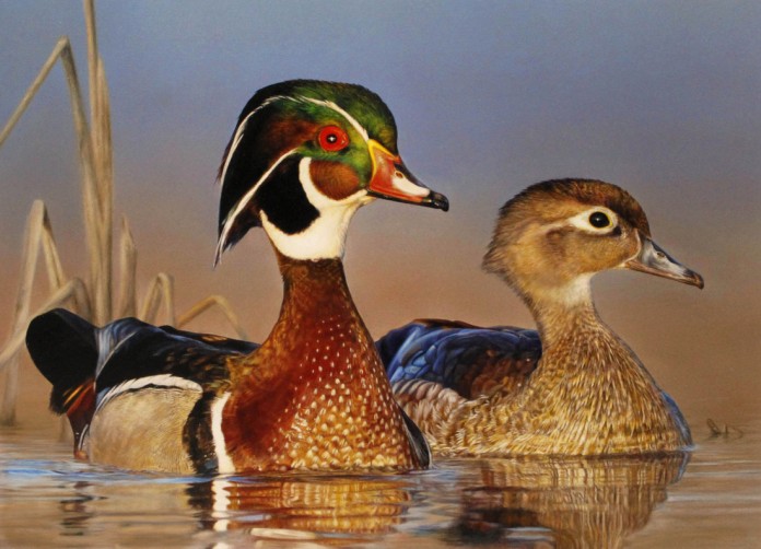 wood ducks