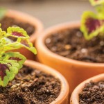 coleus seedlings