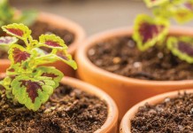 Which seeds should I start indoors? coleus seedlings