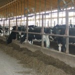 Cutting costs on your dairy farm dairy freestall
