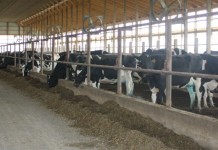 Cutting costs on your dairy farm dairy freestall