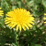 Invasive or what: Many common species are not native to Ohio dandelions