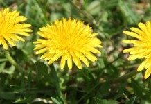 Invasive or what: Many common species are not native to Ohio dandelions