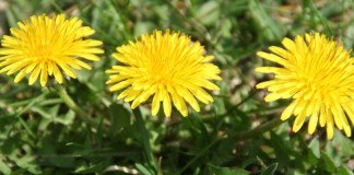 dandelions