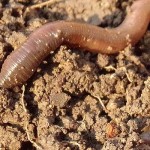 The lowly earthworm is actually a living plow earthworm