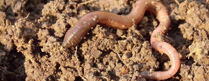 earthworm earthworm
