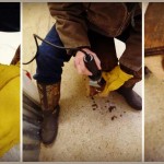 Goat kid care: Horn removal goat debudding process