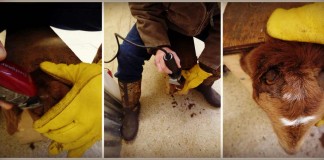 goat debudding process