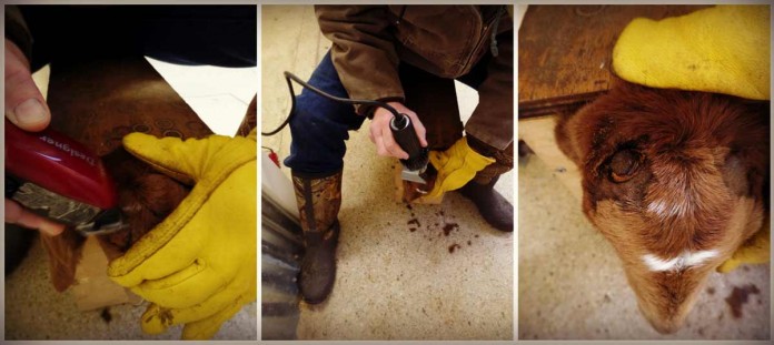 goat debudding process goat debudding process