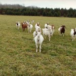 goats on pasture