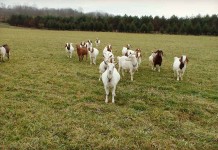 FAMACHA scoring to identify parasite risk in small ruminants goats on pasture