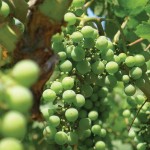 Northeast Ohio Grape Field Day set for July 19 grapes growing on vine