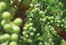 Northeast Ohio Grape Field Day set for July 19 grapes growing on vine