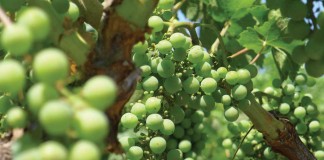 grapes growing on vine