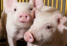 Pork industry scholarships deadline Feb. 16 piglets