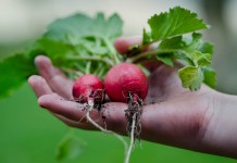 How many seeds should I plant? Tips for estimating garden yield radishes