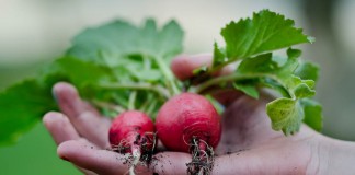 How many seeds should I plant? Tips for estimating garden yield radishes