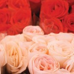 The language of flowers: Interpreting your Valentine’s Day blooms red and pink roses