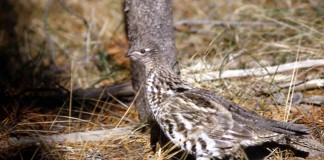 Ruffed grouse can be bold, even aggressive ruffed grouse