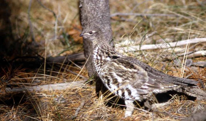 ruffed grouse