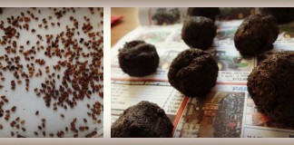 Fun projects for spring planting seed bombs