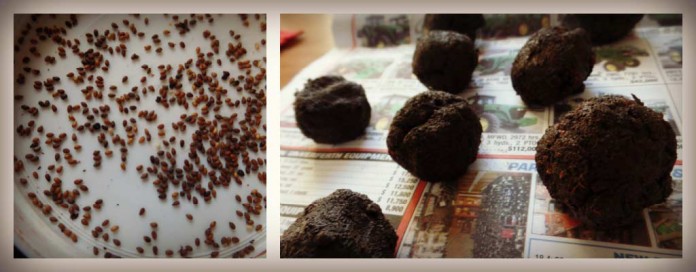 seed bombs