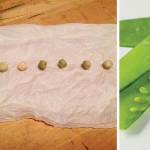 pea seed germination test collage