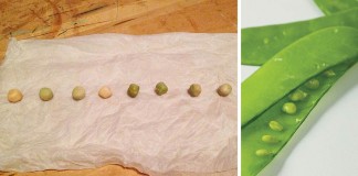 How to test seed viability pea seed germination test collage