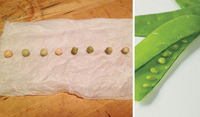 pea seed germination test collage