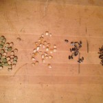 Plant breeding workshops offered peas, corn, sunflower and beet seeds