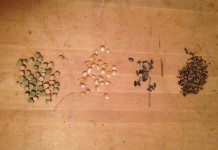 Plant breeding workshops offered peas, corn, sunflower and beet seeds