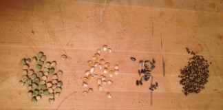 Plant breeding workshops offered peas, corn, sunflower and beet seeds