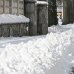 Snow fleas are harmless and abundant snowy sidewalk
