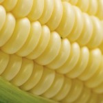 Commodity loans made available sweet corn