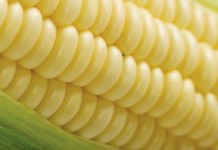 Transgenic sweet corn no more susceptible to Goss’s wilt disease sweet corn