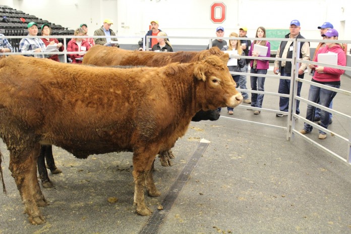 Beef cattle closeup Evaluating cattle