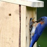 How to prepare nest boxes for next season Bluebird nesting box