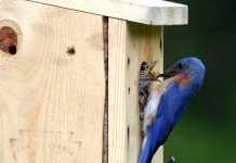 Get those nest boxes ready: Birds are coming Bluebird nesting box
