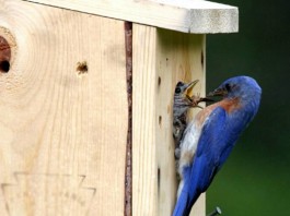 Get those nest boxes ready: Birds are coming Bluebird nesting box