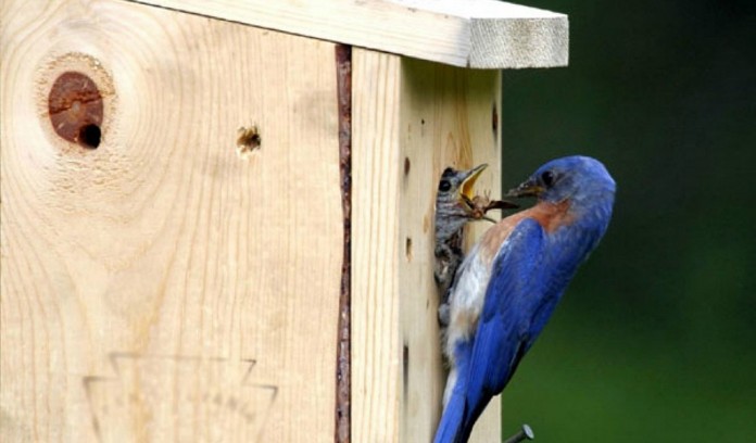Bluebird nesting box