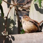 Carolina wrens prefer ‘up and under’ Carolina wren