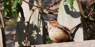 Carolina wrens prefer ‘up and under’ Carolina wren