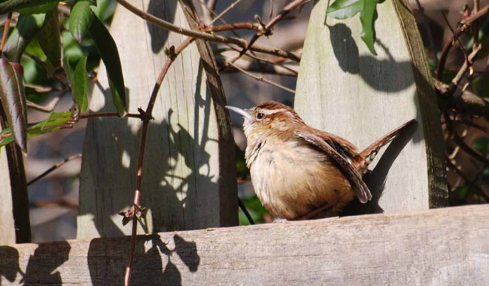 Carolina wren Carolina wren