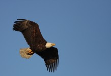West Virginia to survey eagles Eagles